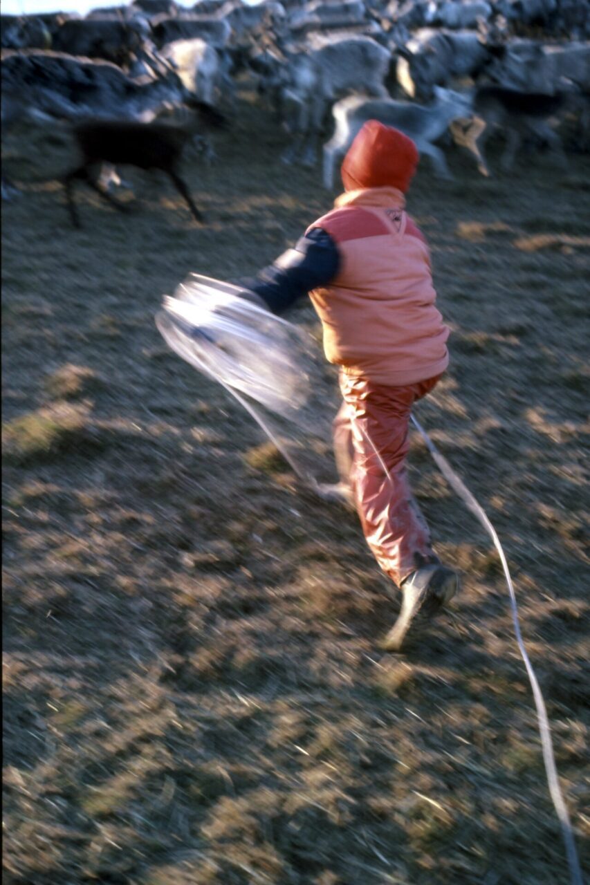 229497-reindeer-catcher