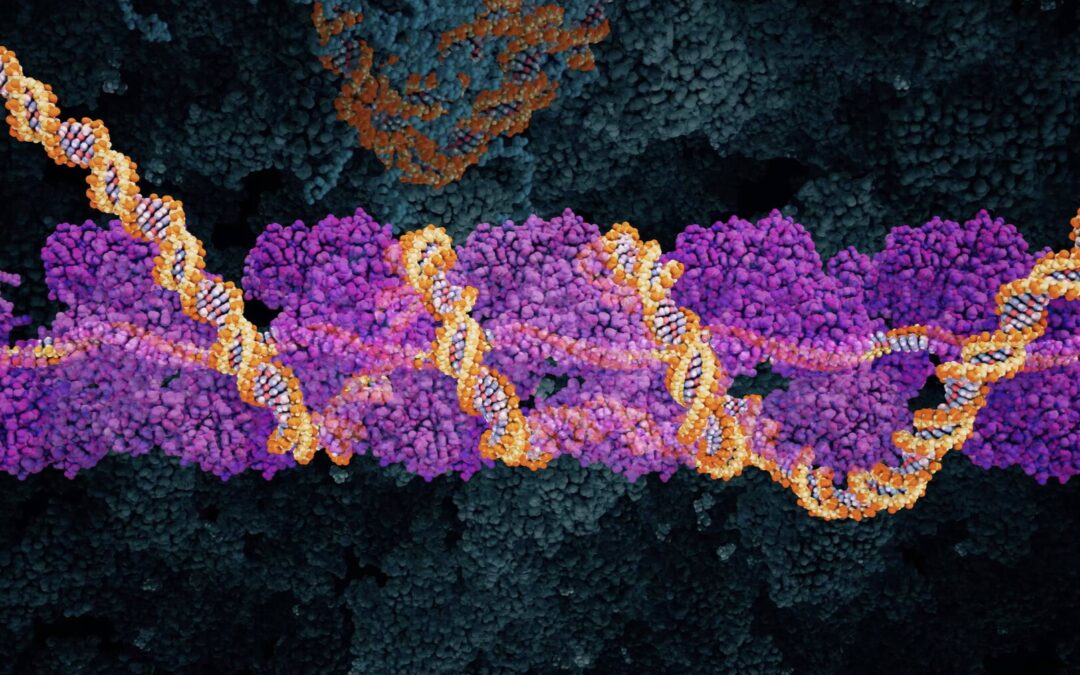 Dna break repair by homologous recombination (au)