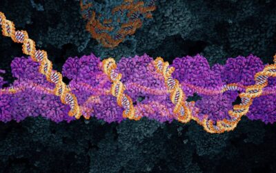 Dna break repair by homologous recombination (au)
